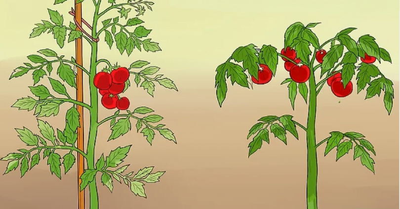 Astuces pour planter des Tomates