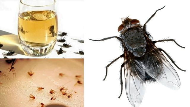 Éliminez les mouches, les cafards et les moustiques de votre maison en seulement 2 heures