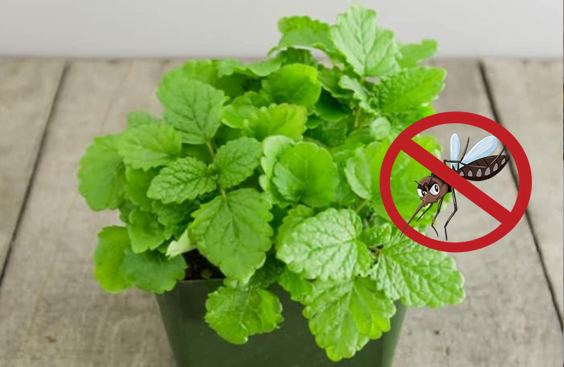 13 plantes anti-moustiques , répulsives et efficaces